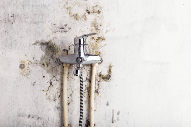 Best Mold Removal Near Me  in Rolling Fork, MS