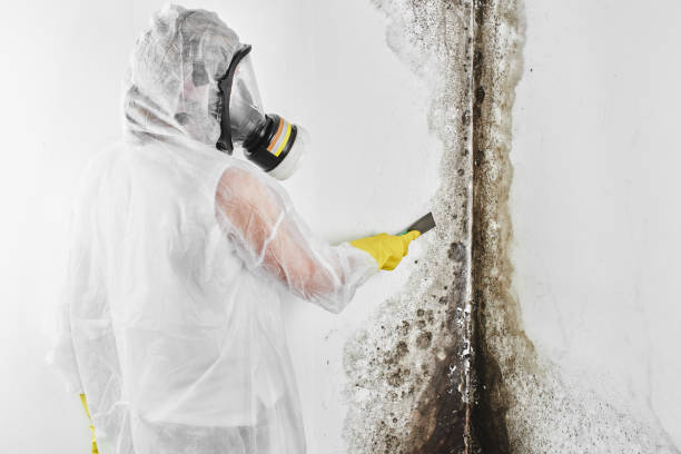 Certified Mold Removal in Rolling Fork, MS