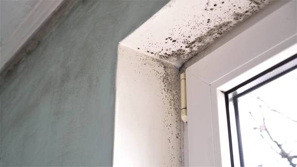 Best Mold Cleaning Services  in Rolling Fork, MS