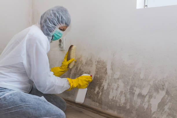 Best Toxic Mold Removal  in Rolling Fork, MS