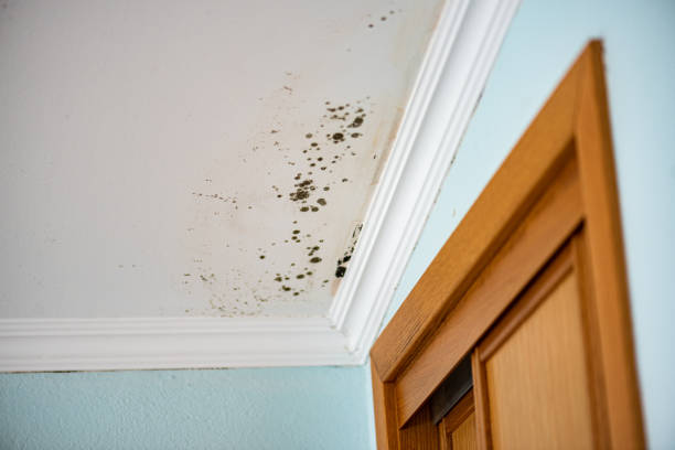 Best Attic Mold Removal  in Rolling Fork, MS