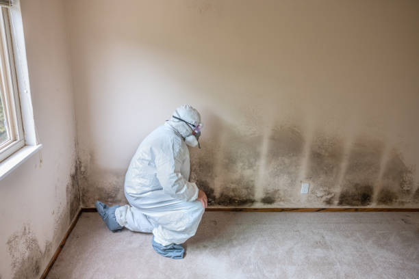 Best Mold Cleaning Services  in Rolling Fork, MS