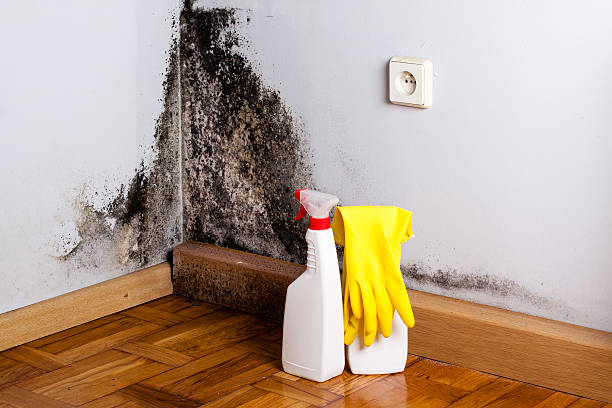 Best Black Mold Removal  in Rolling Fork, MS