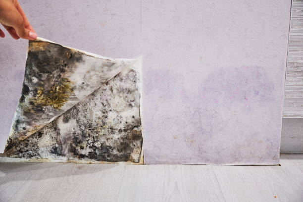 Mold Removal and Inspection in Rolling Fork, MS